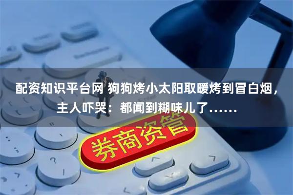 配资知识平台网 狗狗烤小太阳取暖烤到冒白烟，主人吓哭：都闻到糊味儿了……